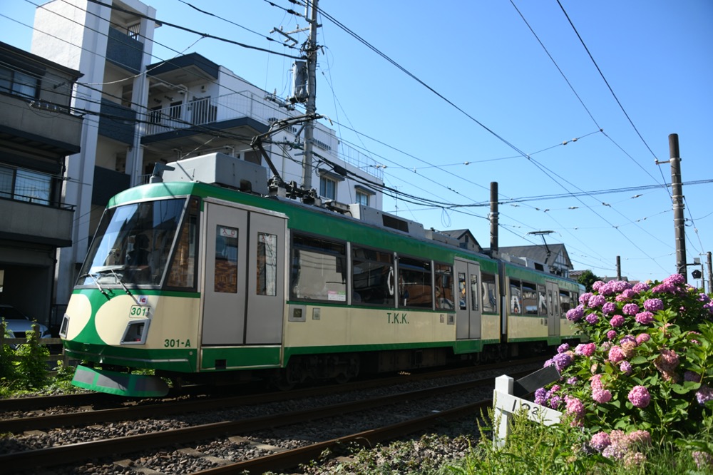 紫陽花と301編成／2023年6月17日 山下〜宮の坂間