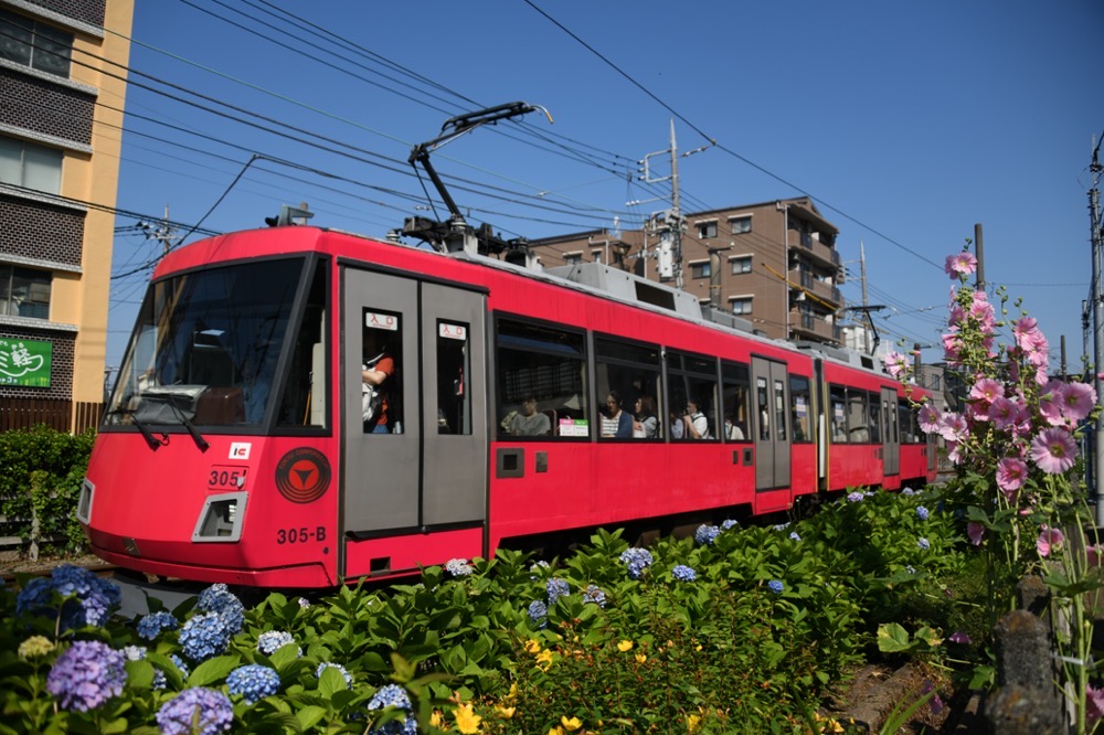 紫陽花と立葵の横を行く305編成／2024年6月14日 松原〜山下間