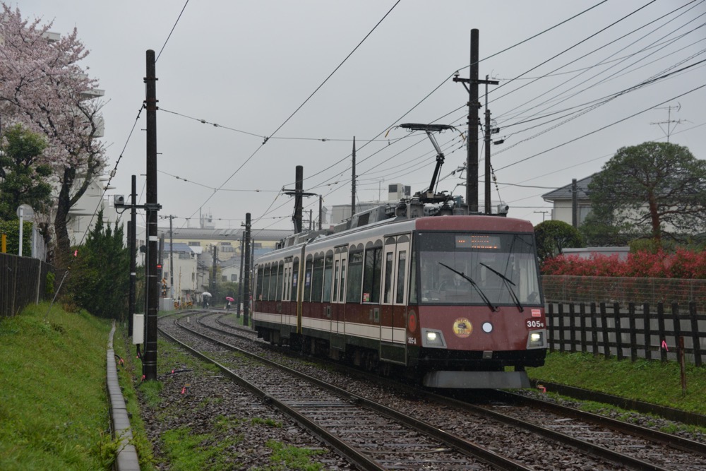 桜の横を行く305編成「旧車体色ラッピング電車」／2017年4月11日 山下〜松原間