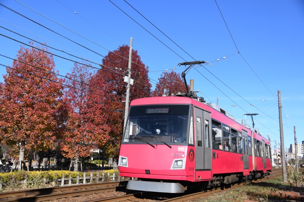 紅葉の赤松公園を背景に走る305編成／2020年12月20日 下高井戸〜松原間