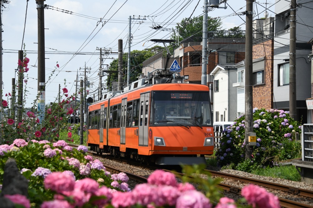 紫陽花の中を行く309編成／2021年6月13日 宮の坂〜山下間