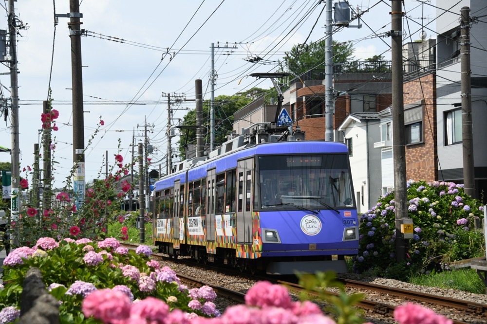 紫陽花の中を行く307編成「SDGsトレイン『美しい時代へ号』」／2021年6月13日 宮の坂〜山下間