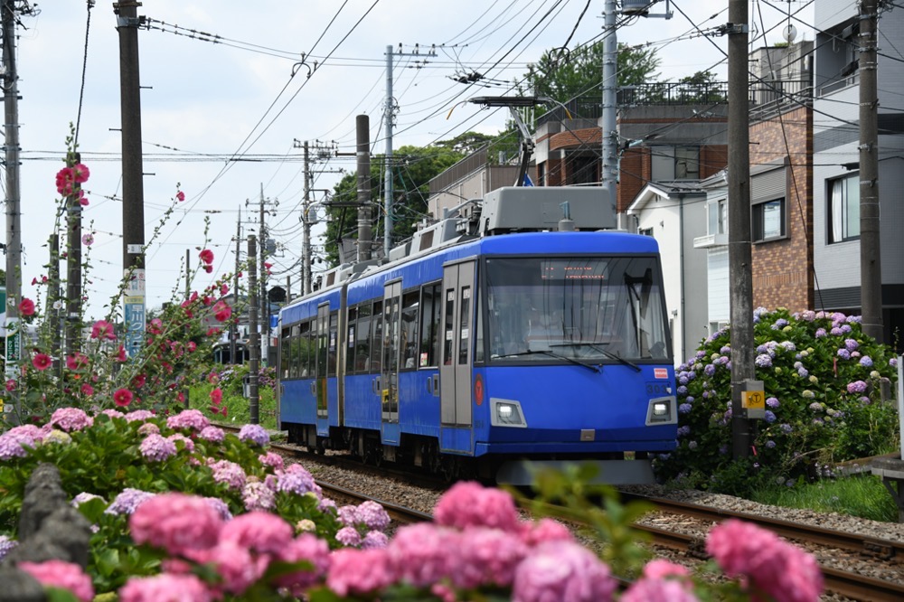 紫陽花の中を行く303編成／2021年6月13日 宮の坂〜山下間