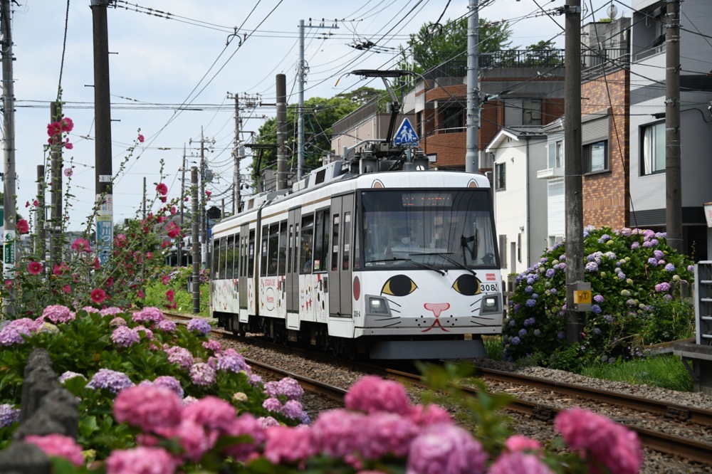 紫陽花の中を行く308編成「幸福の招き猫電車」／2021年6月13日 宮の坂〜山下間