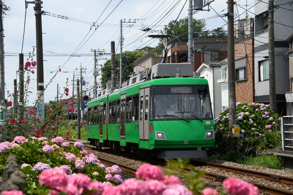 紫陽花の中を行く304編成／2021年6月13日 宮の坂〜山下間