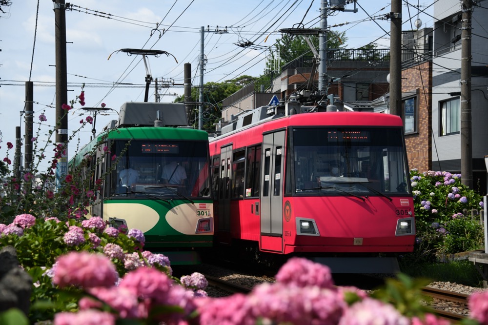 紫陽花の中ですれ違う301編成「『玉電カラー』電車」と305編成／2021年6月18日 宮の坂〜山下間