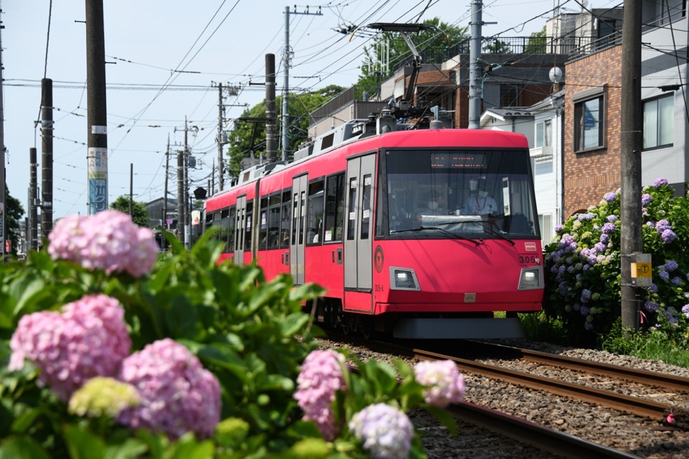 紫陽花の中を行く305編成／2022年6月19日 宮の坂〜山下間