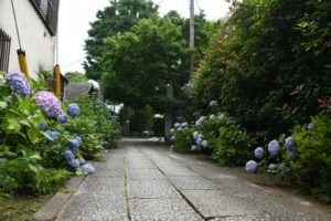 紫陽花と立葵の横を行く305編成／2024年6月14日 松原〜山下間